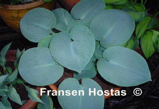 Hosta Mood Indigo